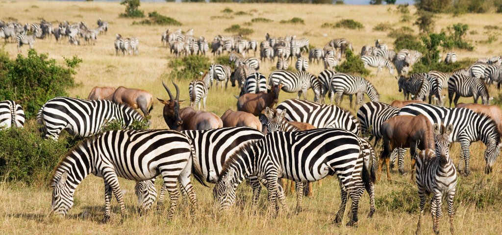 What Are the Best Kenya Safari Destinations for Wildlife Viewing?