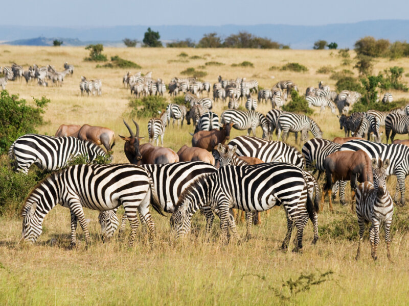 What Are the Best Kenya Safari Destinations for Wildlife Viewing?