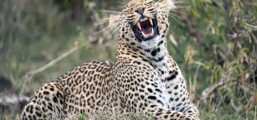 What Are the Best Kenya Safari Experiences First Time Travelers?