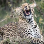 What Are the Best Kenya Safari Experiences First Time Travelers?