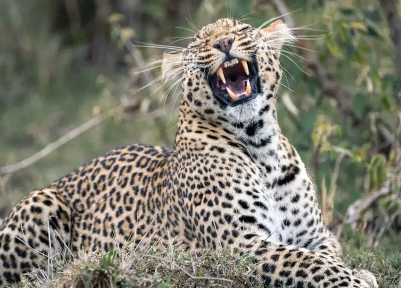 What Are the Best Kenya Safari Experiences First Time Travelers?