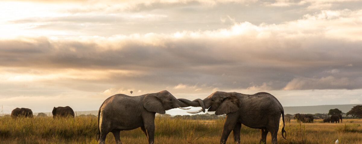 What Are the Best Kenya Safari Itineraries for Families?