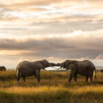 What Are the Best Kenya Safari Itineraries for Families?