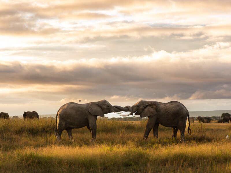 What Are the Best Kenya Safari Itineraries for Families?