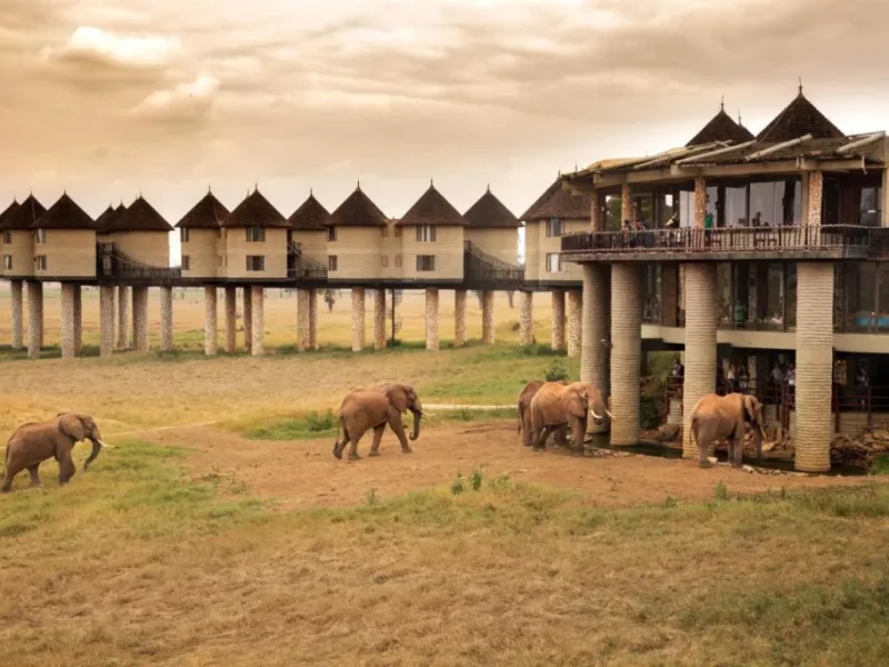 What Are the Best Kenya Safari Lodges Near Wildlife Hotspots?
