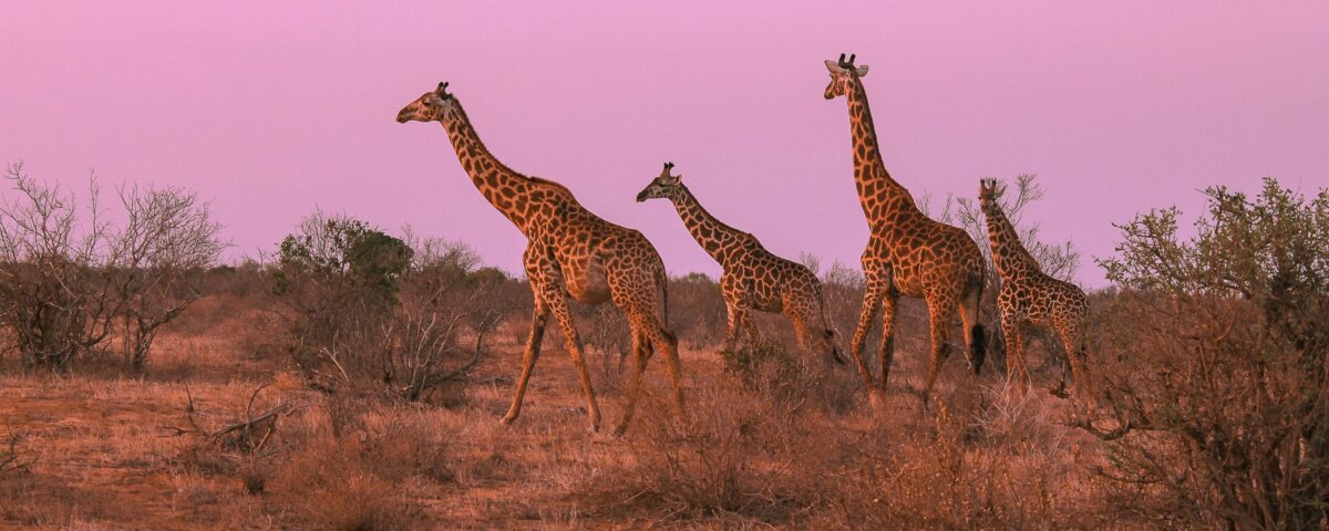 What Are the Best Kenya Safari Packages for Photographers?