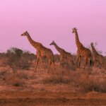What Are the Best Kenya Safari Packages for Photographers?