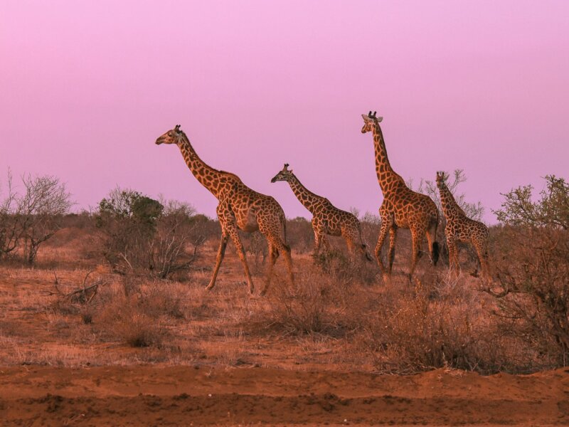 What Are the Best Kenya Safari Packages for Photographers?