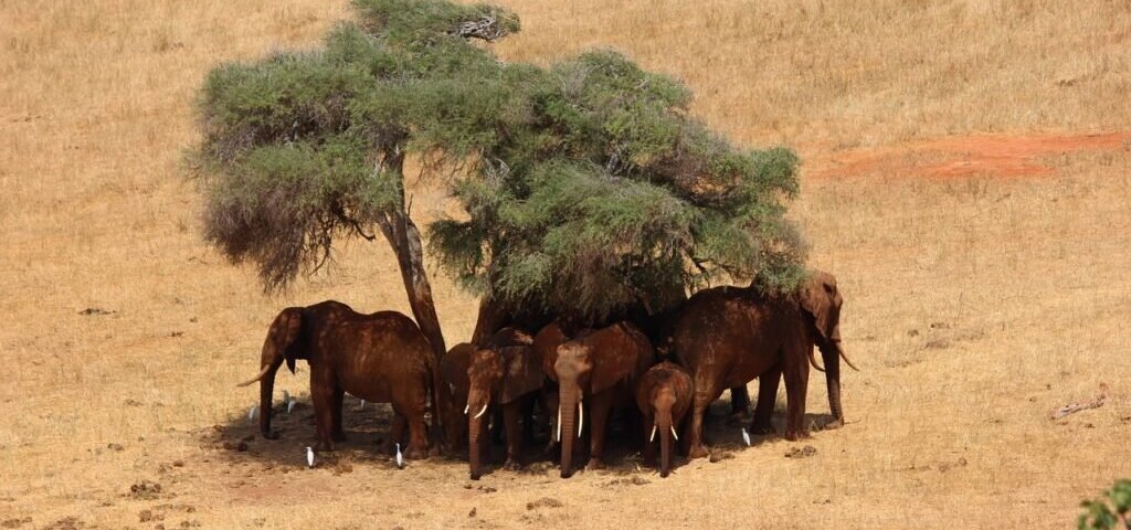 What Are the Best Kenya Safari Parks for Elephant Lovers?