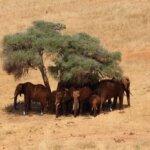 What Are the Best Kenya Safari Parks for Elephant Lovers?