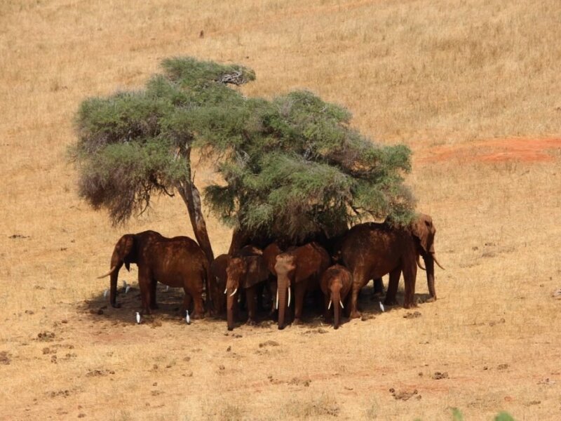 What Are the Best Kenya Safari Parks for Elephant Lovers?