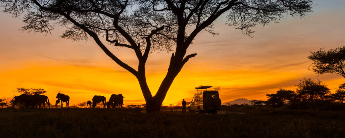 What Are the Best Kenya Safari Parks for Photography?