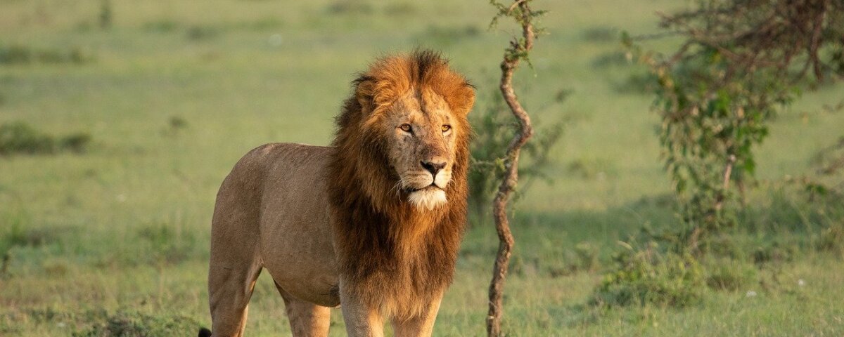 What Are the Best Kenya Safari Parks for Wildlife Lovers?