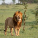 What Are the Best Kenya Safari Parks for Wildlife Lovers?