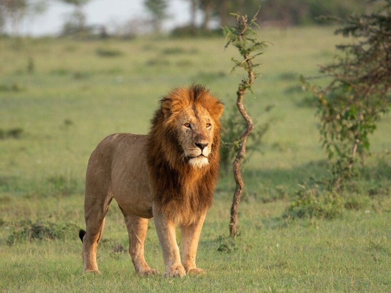 What Are the Best Kenya Safari Parks for Wildlife Lovers?