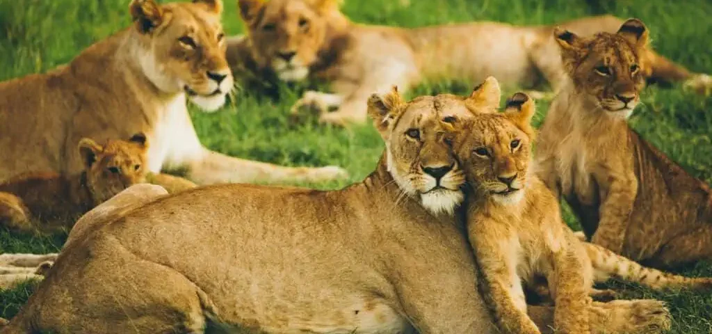 What Are the Best Kenya Safari Parks offering Unforgettable Experiences?