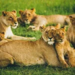What Are the Best Kenya Safari Parks offering Unforgettable Experiences?