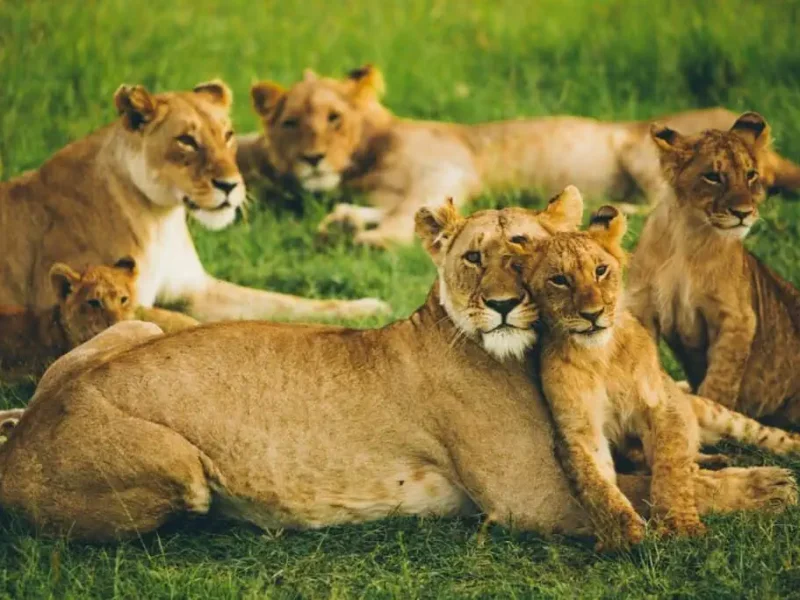 What Are the Best Kenya Safari Parks offering Unforgettable Experiences?