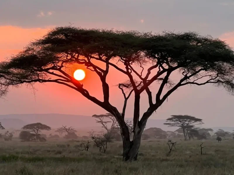 What Are the Best Safari Holidays with Beach Vacations in Kenya?
