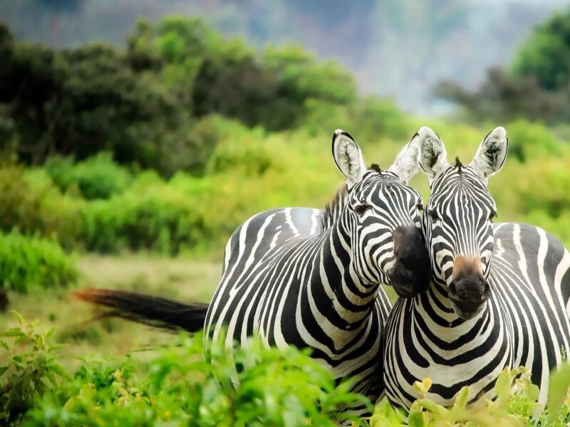 What Are the Best Kenya Safaris and Tours?