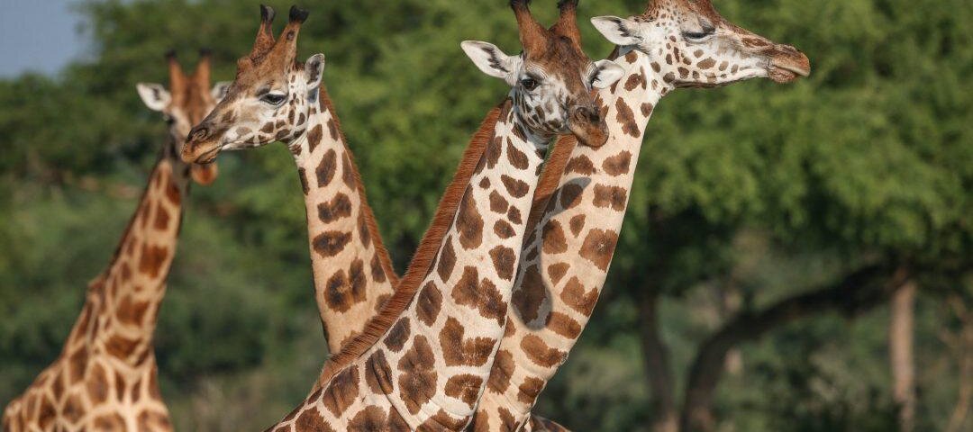 What Are the Best Kenya Wildlife Safaris?