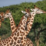What Are the Best Kenya Wildlife Safaris?