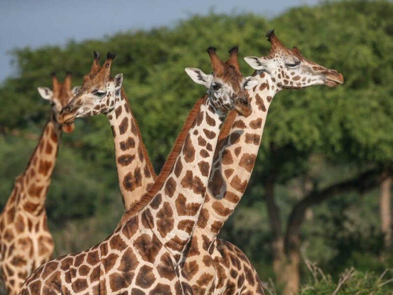 What Are the Best Kenya Wildlife Safaris?