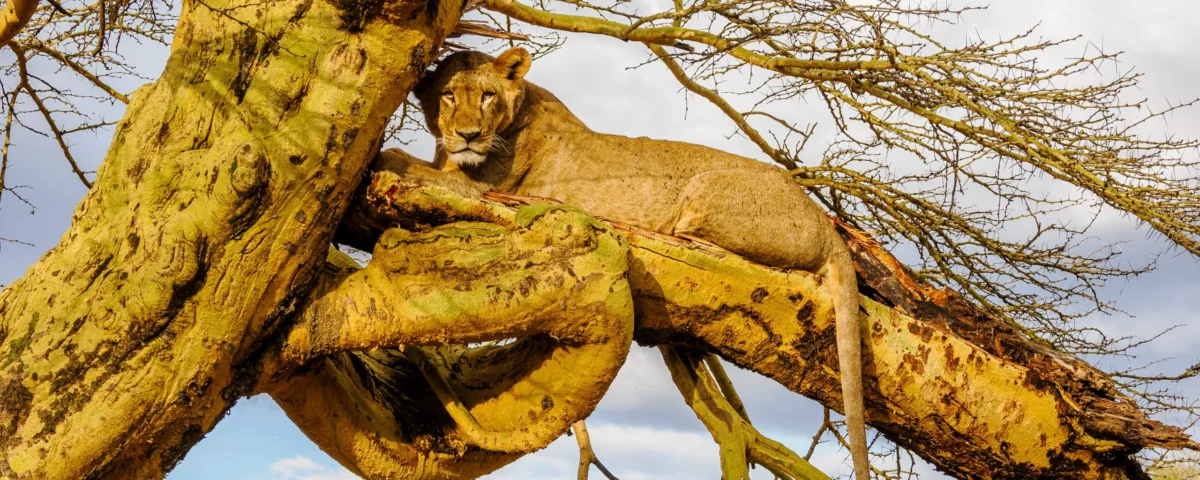 What Are the Best Lake Nakuru Safaris?