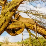 What Are the Best Lake Nakuru Safaris?