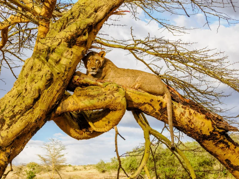What Are the Best Lake Nakuru Safaris?