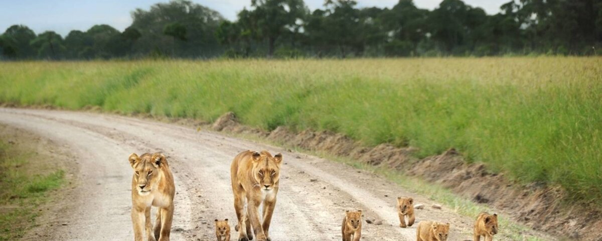 What Are the Best Safari Adventures for Solo Travelers in Kenya?