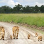 What Are the Best Safari Adventures for Solo Travelers in Kenya?