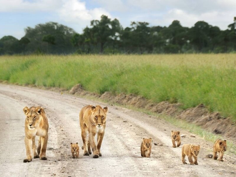 What Are the Best Safari Adventures for Solo Travelers in Kenya?