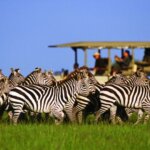 What Are the Best Safari Camps Near the Mara River?
