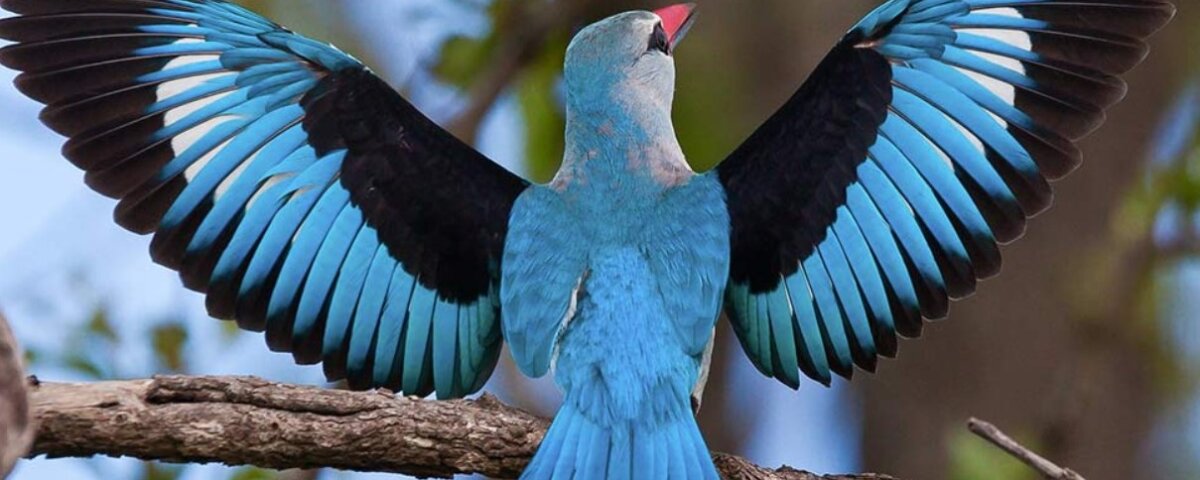 What Are the Best Safari Destinations for Bird Photography?