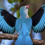 What Are the Best Safari Destinations for Bird Photography?