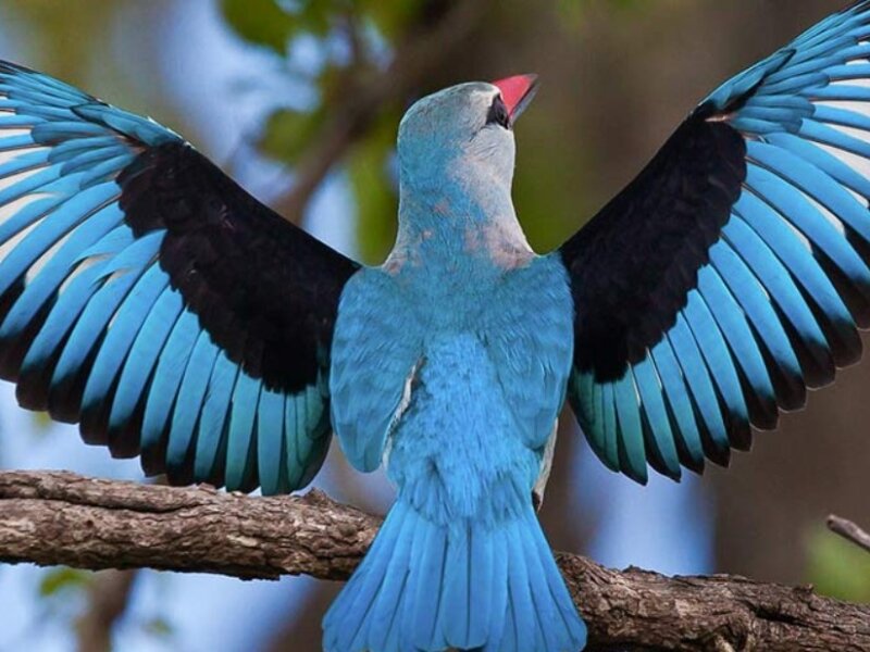 What Are the Best Safari Destinations for Bird Photography?