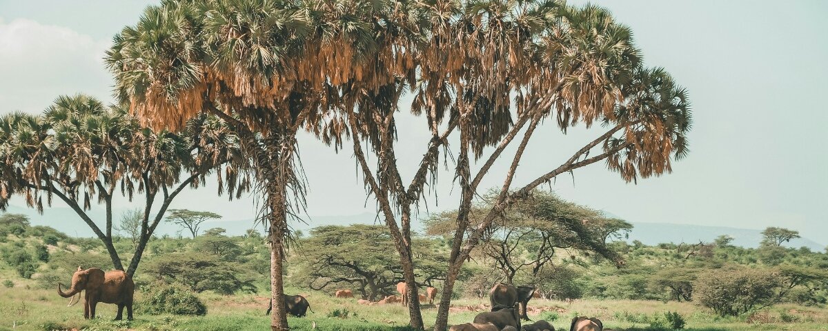 What Are the Best Safari Destinations for Nature Experiences in Kenya?