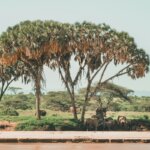 What Are the Best Safari Destinations for Nature Experiences in Kenya?