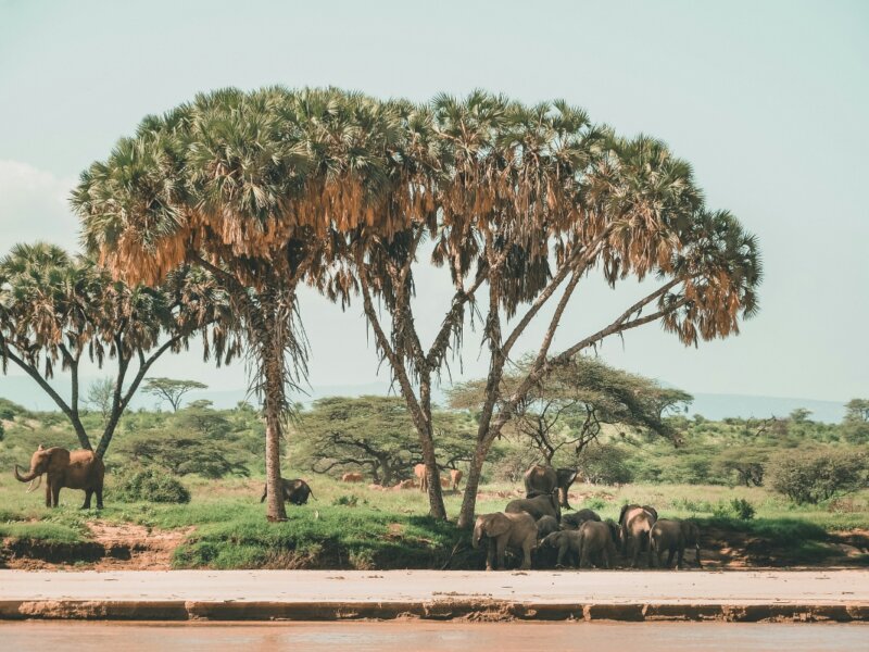 What Are the Best Safari Destinations for Nature Experiences in Kenya?