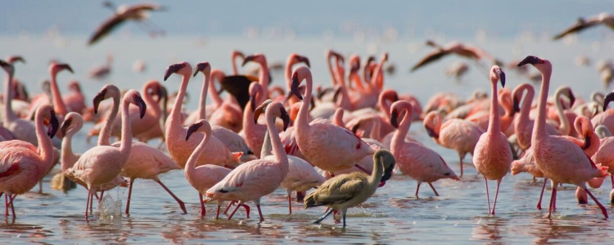 What Are the Best Safari Destinations in Kenya for Bird Watching?