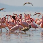 What Are the Best Safari Destinations in Kenya for Bird Watching?