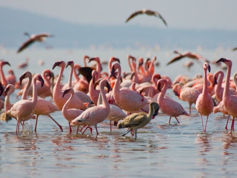 What Are the Best Safari Destinations in Kenya for Bird Watching?