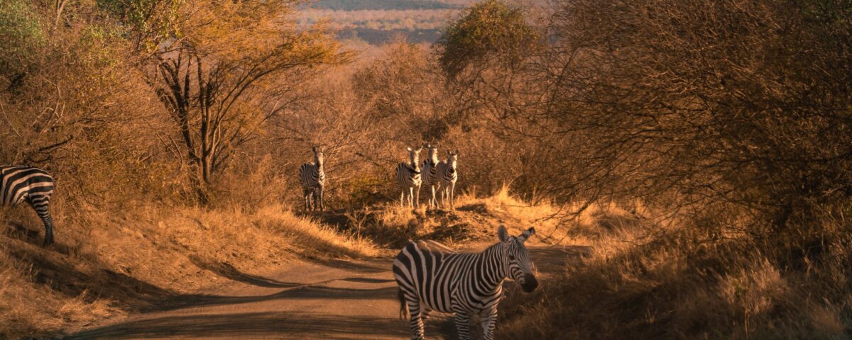 What Are the Best Safari Destinations in Southern Kenya?