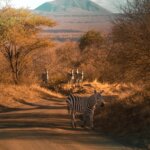 What Are the Best Safari Destinations in Southern Kenya?
