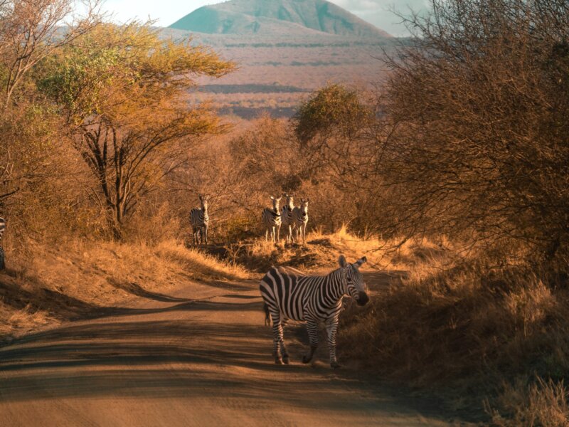 What Are the Best Safari Destinations in Southern Kenya?