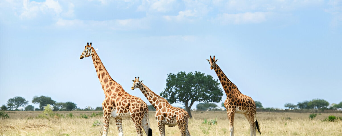 What Are the Best Safari Experiences for Adventure Seekers?
