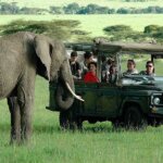 What Are the Best Safari Experiences for Families in Kenya?