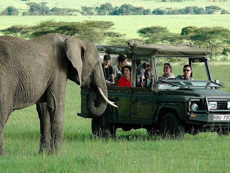 What Are the Best Safari Experiences for Families in Kenya?