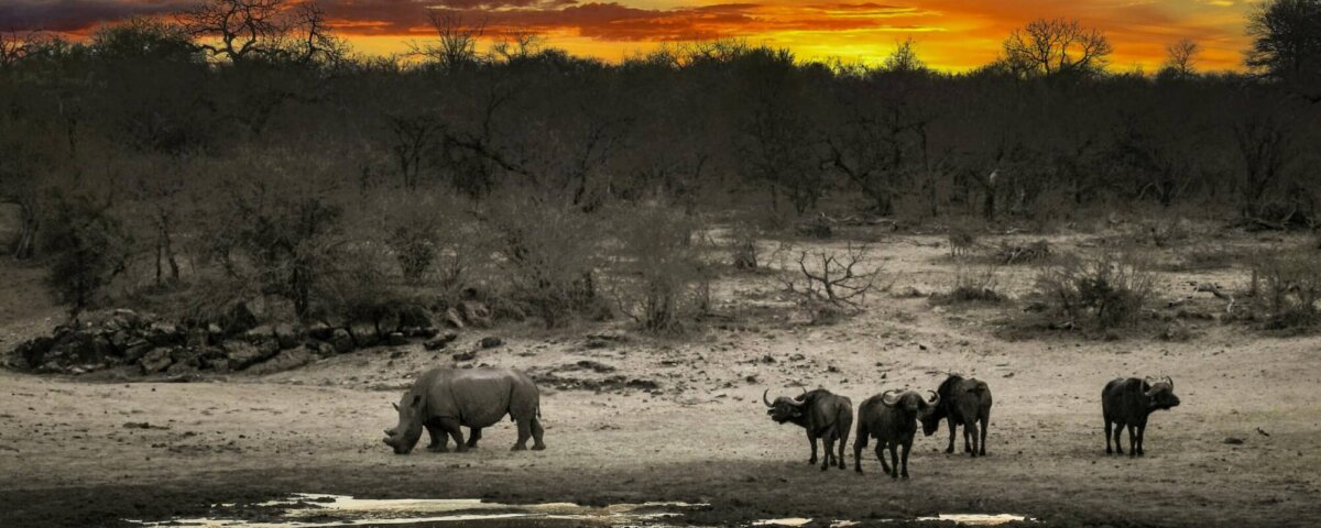 What Are the Best Safari Experiences for Wildlife Enthusiasts?